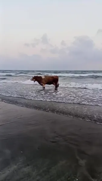 45 Derece Sıcakta İnekten Serinleme Yöntemi