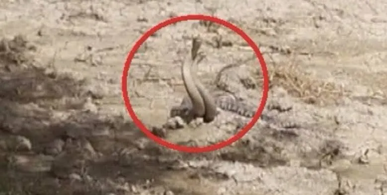 Altınözü’nde Yılanların Dansı Viral Oldu