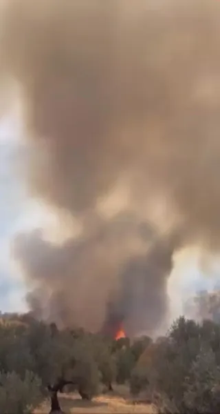 Altınözü’nde zeytinlik yangını kısa sürede söndürüldü