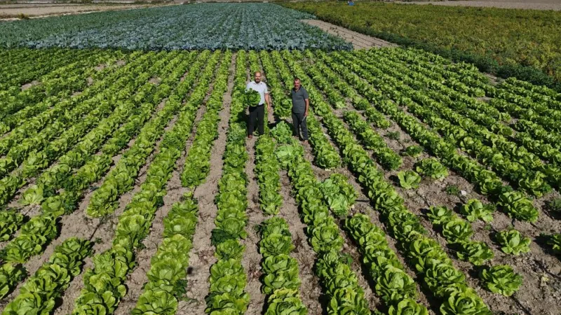 Hatay'da Marul Hasadı Şaşırttı! Yağmur Bereketi mi, Fırsatçılık mı?