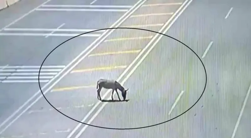 Ana Yola Çıkan Sahipsiz Eşek Trafiği Tehlikeye Attı