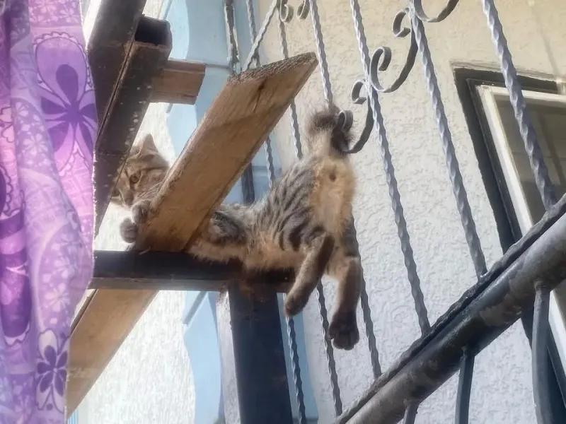 Antakya’da Kedi Sıkıştı, İtfaiye Müdahale Etti