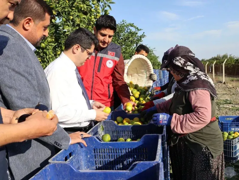 Arsuz'da Mandalina Hasadı Başladı! Rekor Üretim Bekleniyor Mu?