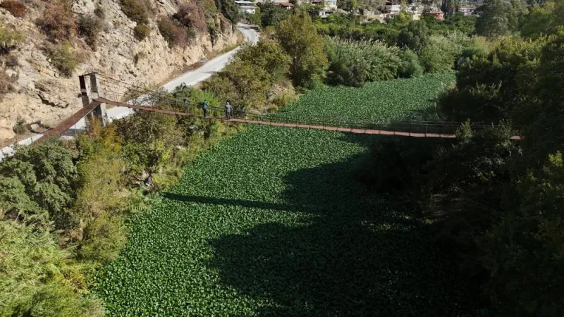 Asi Nehri yeşile büründü