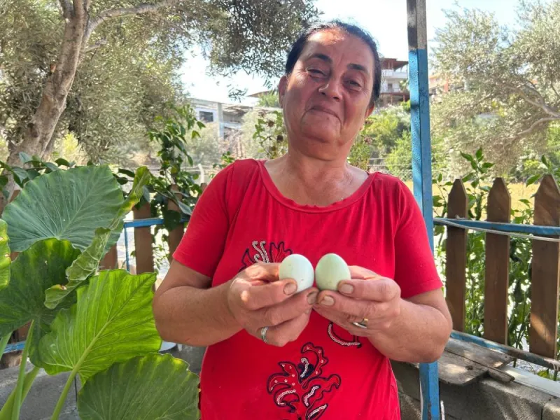 Mavi Yumurta Mucizesi! Hatay'da Kümesinden Servet Çıkardı