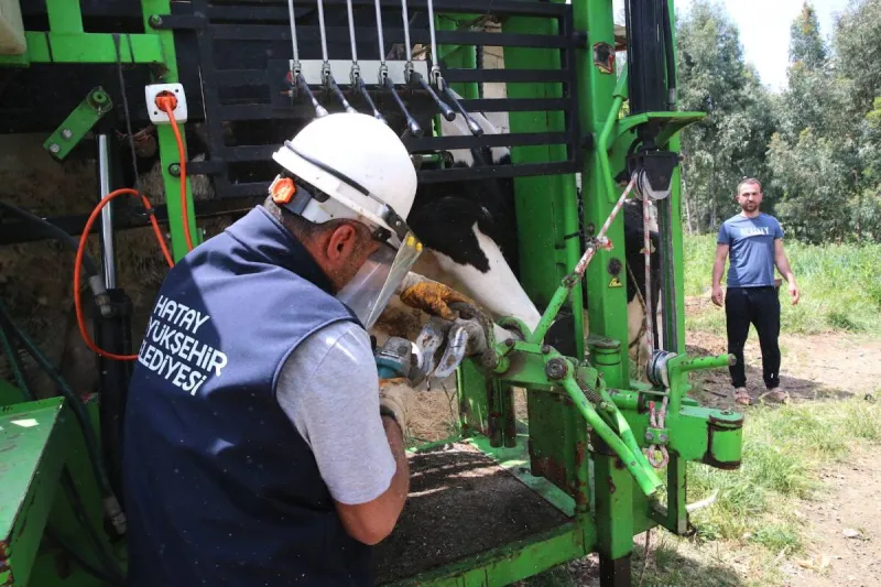 Belediyeden Besicilere Ücretsiz Hayvan Bakım Desteği