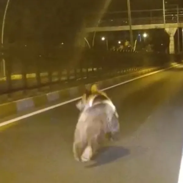 Tunceli'de Bozayı Paniği! Karayolunda Görüntülendi!