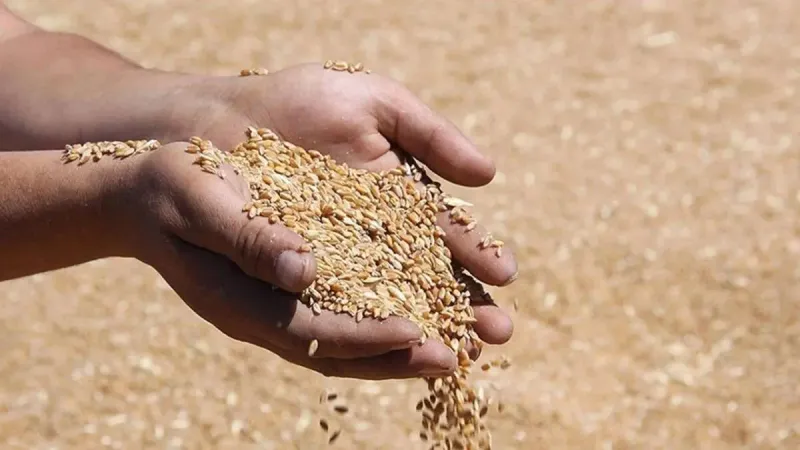 Buğday ve Arpada Yeni Sezon Fiyatları Ne Kadar Oldu?