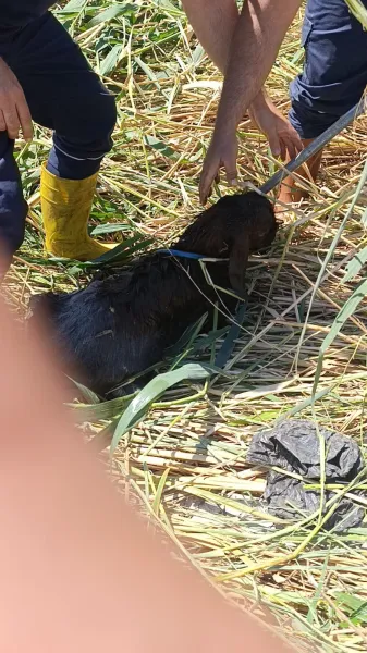Çamura Saplanan Kurbanlık Koyunlar Kurtarıldı