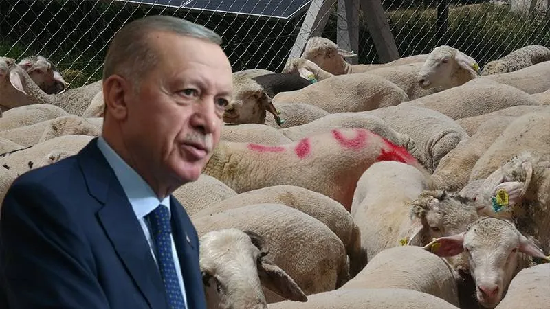 Cumhurbaşkanı Erdoğan'ın kurbanda ne kestiği belli oldu