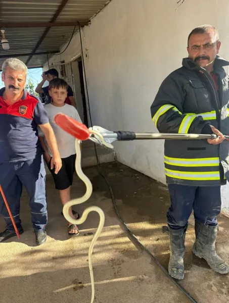 Yılanlar Şehri Bastı! Hatay'da İtfaiye Alarmda