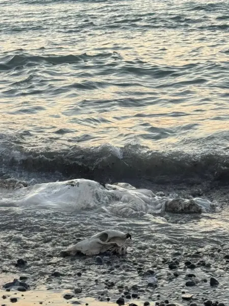 Arsuz Sahili'nde Şok! Denizden Angus Çıktı!