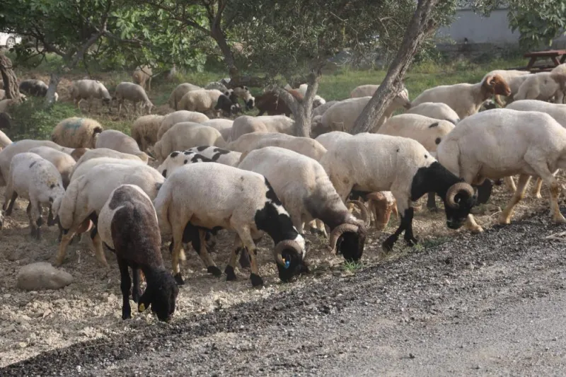 Depremzede Üretici 250 Kurbanlıkla Bayrama Hazır