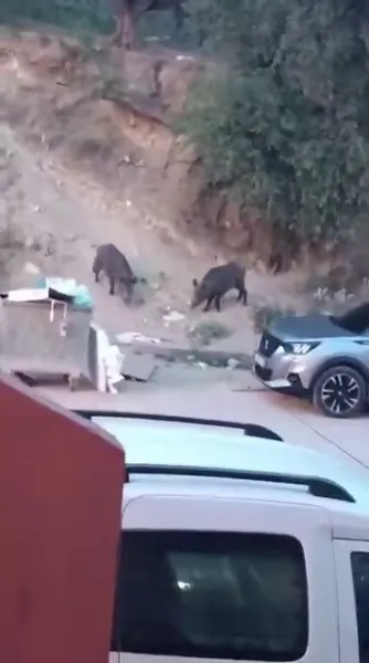 Domuz sürüsü yerleşim alanına indi