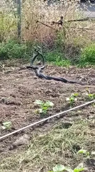 Dörtyol’da Doğanın Dansı: İki Yılanın Buluşması Kamerada