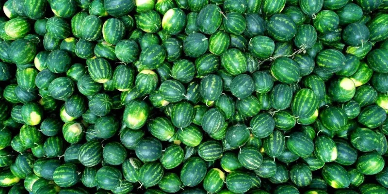 Elazığ'da kilosu 10 liraya düştü: Görenler kilo kilo aldı