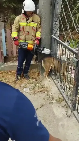Hatay İtfaiyesi Köpeğin İmdadına Yetişti