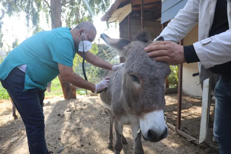 Hatay’da Annesiz Kalan Sıpaya Büyükşehir Şefkati