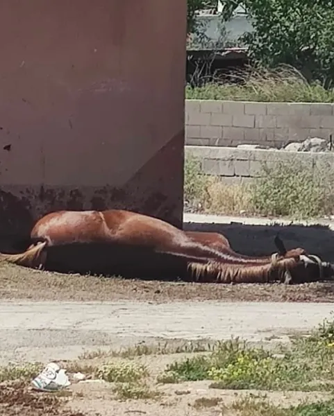 Hatay'da At Faciası! Kontrolden Çıktı, Duvara Çarptı