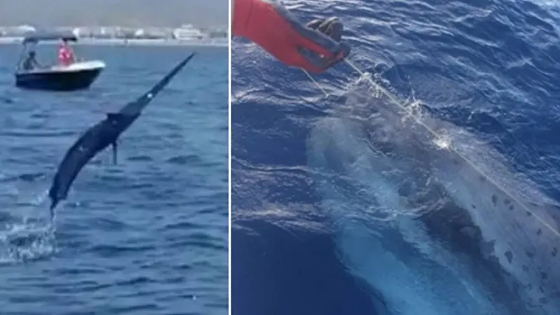 Dev Kılıç Balığı Rekoru! Hatay'da 65 Bin TL'ye Alıcı Buldu