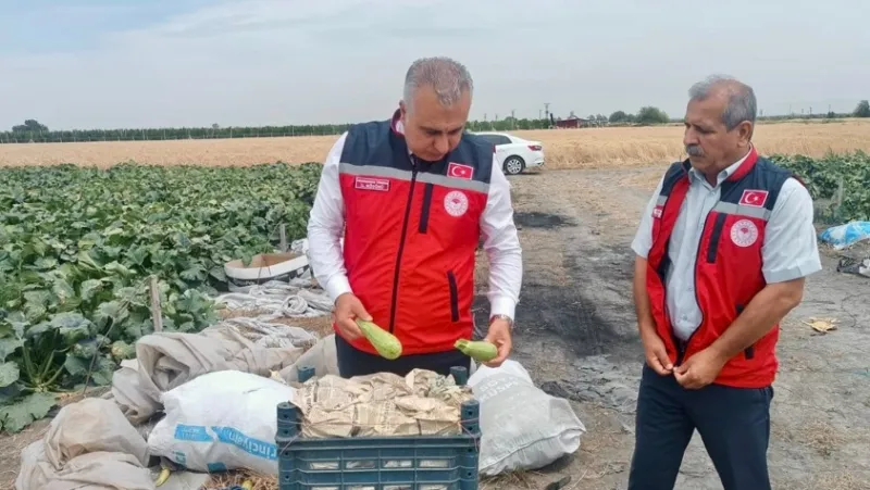 Hatay’da Kabak Hasadı Başladı
