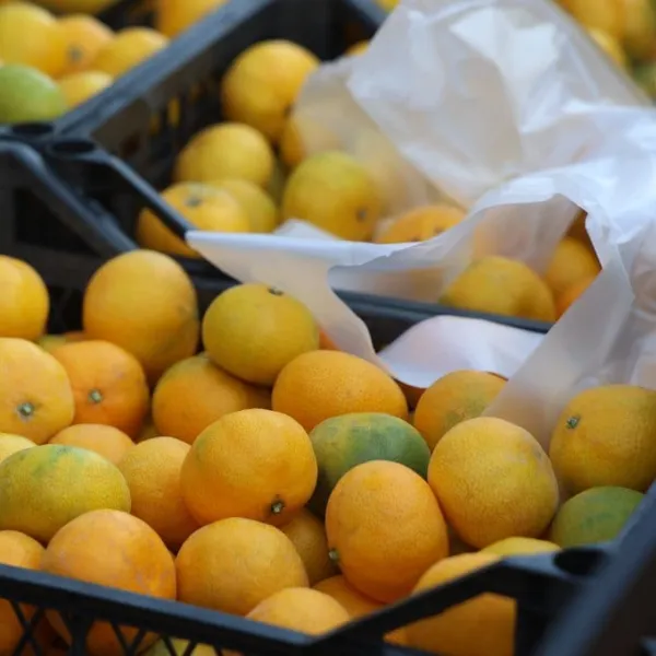 Hatay'da Mandalina Bolluğu! Üretici Çaresiz, Vatandaş Sevindi!