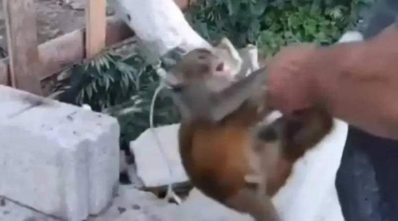 Maymuna Eziyet Edene Şok Ceza! Hatay'da Neler Oldu?