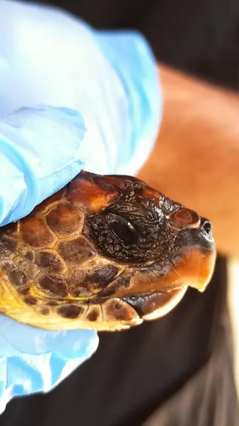 Hatay’da Nadir Görülen 2 Şahin Gagalı Kaplumbağa Kurtarılamadı