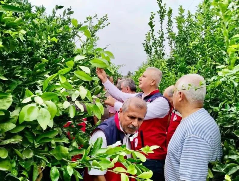 Hatay’da narenciyeye biyolojik koruma