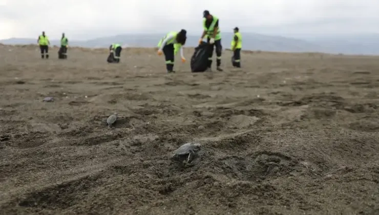 Hatay’da sahil temizliği ile nesli tehlike altındaki türlere destek