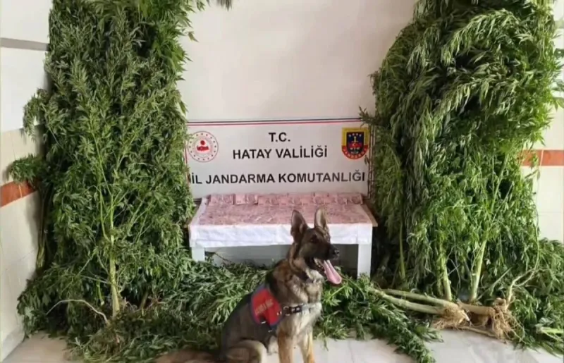 Hatay’da Uyuşturucuya Geçit Yok: Bir Gözaltı, Tonlarca Delil