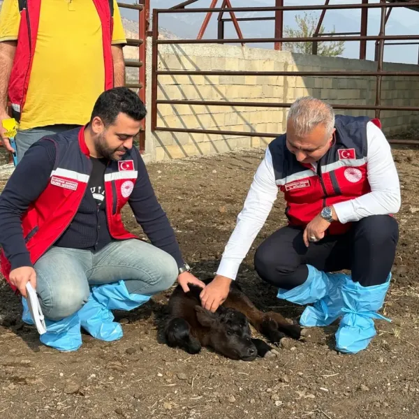 Hatay'da Hayvancılığa Dev Destek! Üreticiler Sevindi