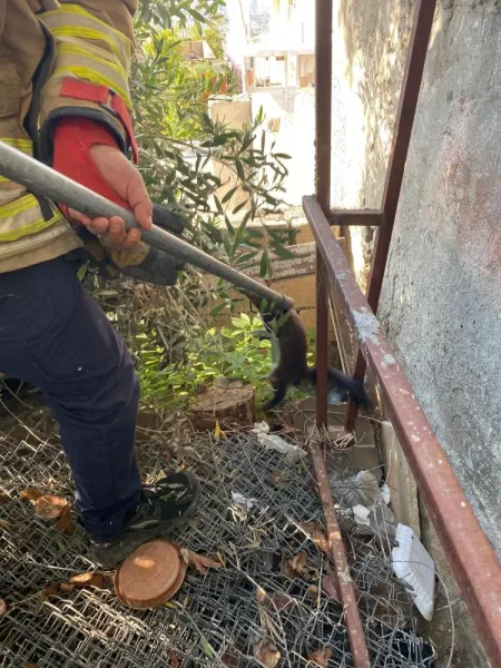 İskenderun’da sansarın av macerası tel örgüde bitti