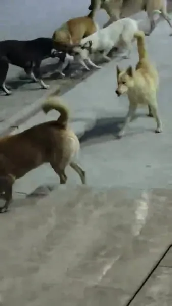 İskenderun’da Sokak Köpeklerinin Saldırısı Yürekleri Burktu