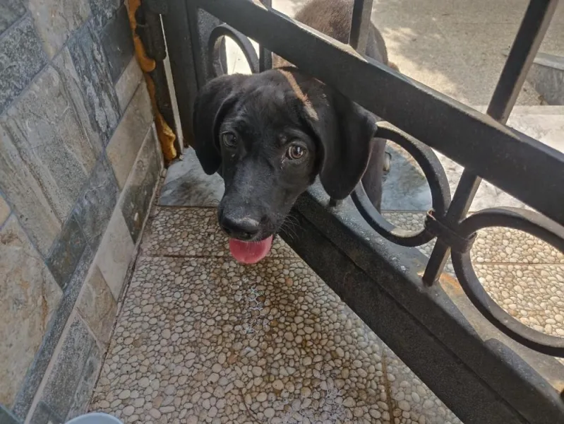 Köpek Demir Kurbani Oldu! İtfaiye Mucizesiyle Kurtuldu