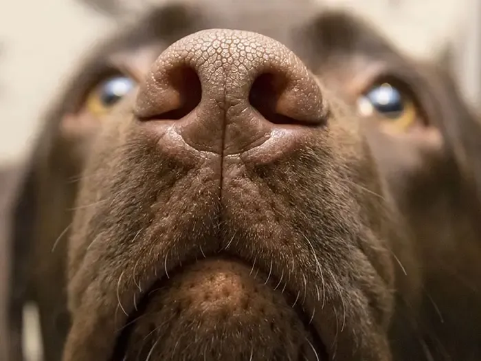 Köpekler o hastalığı koklayarak tespit ediyor
