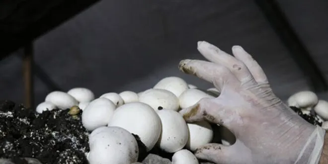 Kültür Mantarı Tesisinde Üretim Başlıyor