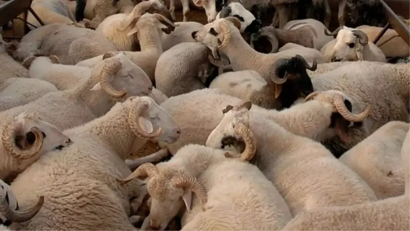 Kurbanlık Alırken Gözünüze Değil, Uzmanın Sözüne Güvenin