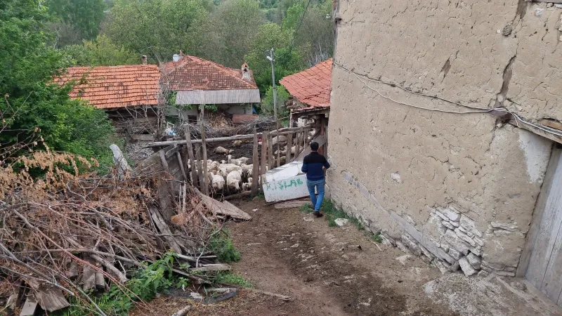 Kurtlar sürüye saldırdı; 25 koyun öldü
