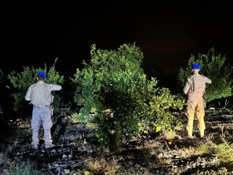 Hatay'da Narenciye Hırsızlığına Jandarma Önlemi! Şok Detaylar