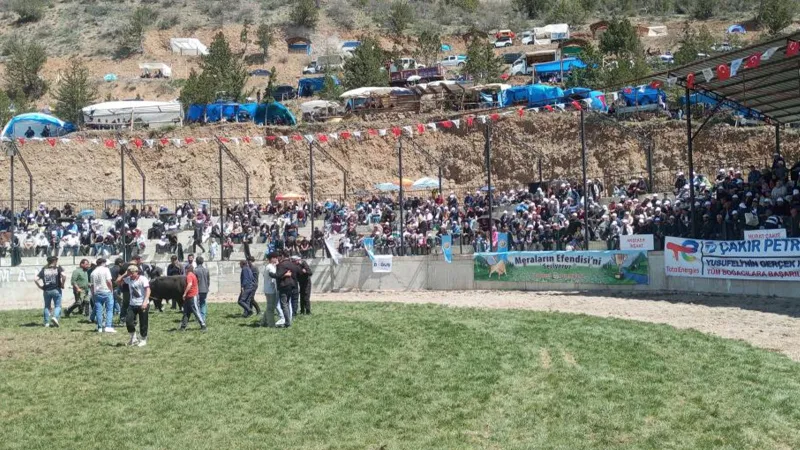 Boğa Bakıcısını Havaya Fırlattı! Yusufeli'nde Korkunç Anlar