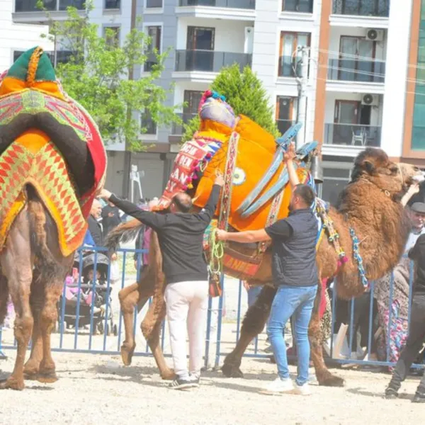 Develer Arenadan Kaçtı! Manisa'da Panik Anları
