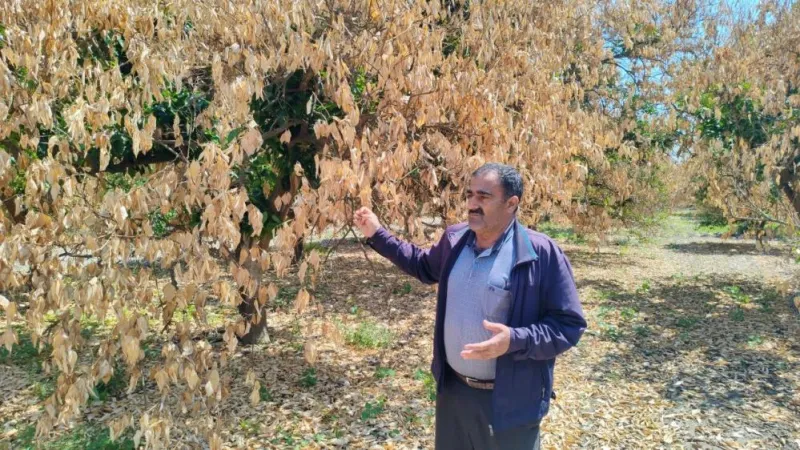 Erzin'de Don Felaketi! Narenciye Üreticisi Ağlıyor!