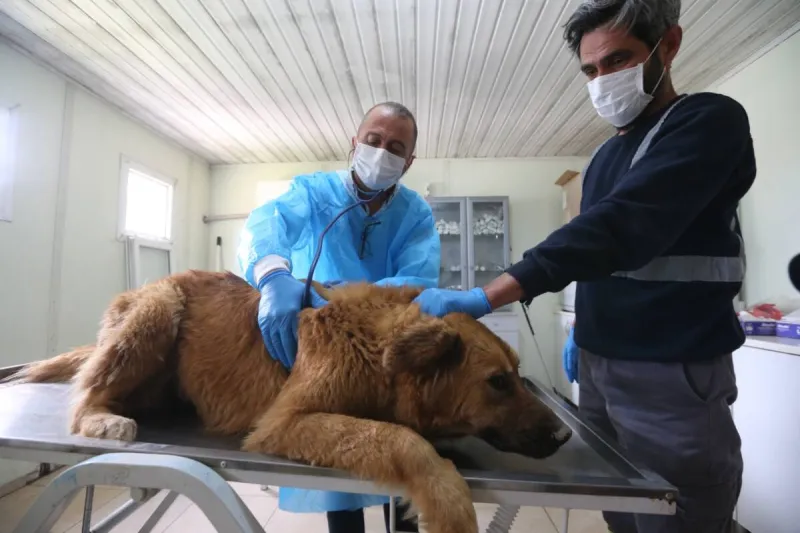 İskenderun'da Can Dostlara Müjde! Yeni Yuvaları Hazır!