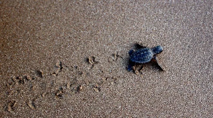 İztuzu'nda Caretta Caretta Sezonu Açıldı! Hazırlıklar Tamam mı?