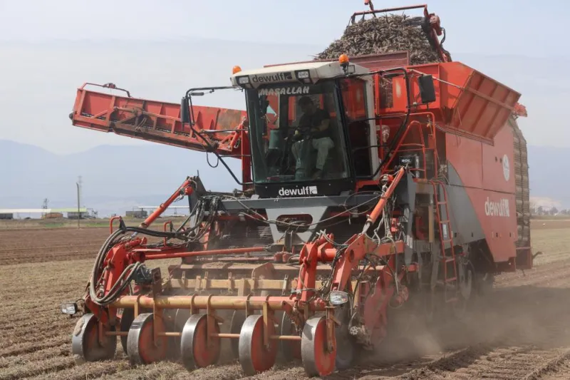 Hatay'da Havuç Rekoru! Kuraklığa Rağmen Verim Patladı