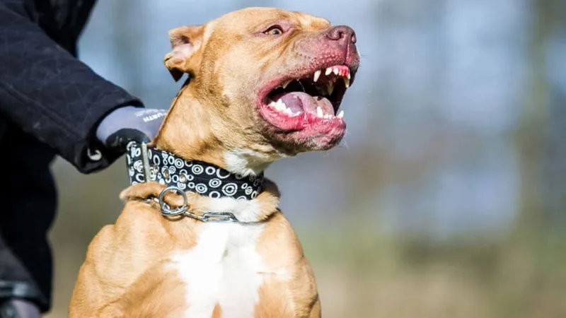 Manisa'da Pitbull Dehşeti! Yasak Irk Besleyenlere Şok Ceza!