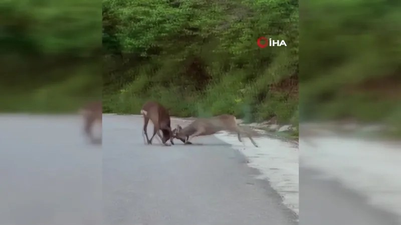 Karacaların İnanılmaz Kavgası! Köy Yolunda Boynuzlar Konuştu