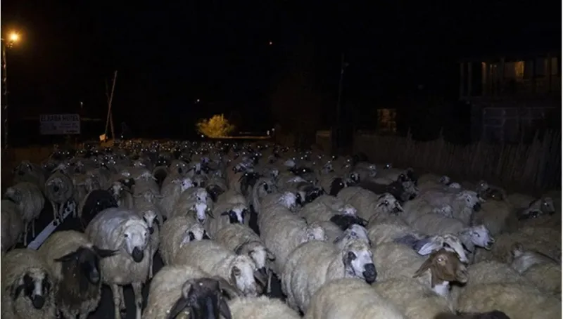 Reyhanlı'da Feci Kaza! Otomobil Koyun Sürüsüne Daldı: 10 Ölü!