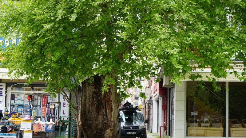 Samsun'da Şaşırtan Mucize: Yanan Çınar Hala Hayatta!